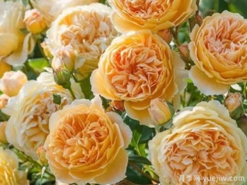 大花香水月季的养护方法，分享10种花香飘满屋