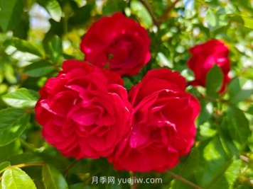 月季红木香爆花机器，花艳丽花量大花期长