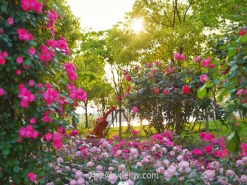 上海前滩休闲公园，月季花海盛景等你赏
